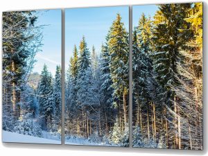 Szklany obraz Zimowy las sosnowy Natura - obrazek 2