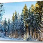 Szklany obraz Zimowy las sosnowy Natura