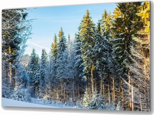 Szklany obraz Zimowy las sosnowy Natura